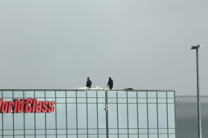 IMG_0512_vefur